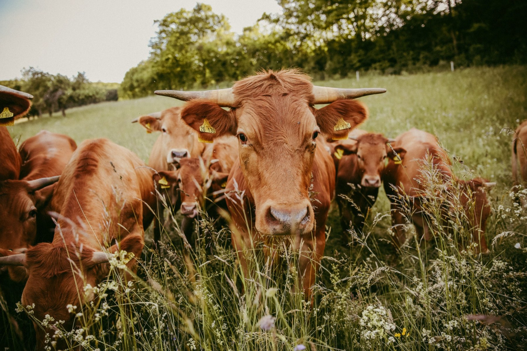 Neugierige Limpurger Rinder mit Hörnern schauen in die Kamera
