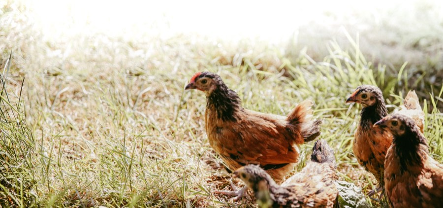 Hühner im Gras auf dem Biohof