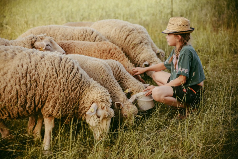 Kind mit Strohhut füttert Schafe auf der Wiese