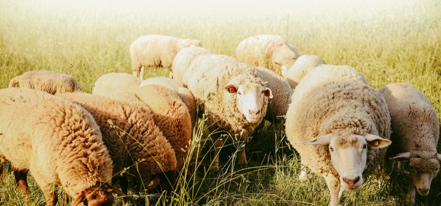 Schafe auf der Weide im Morgenlicht